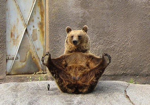 bear yoga pose funny