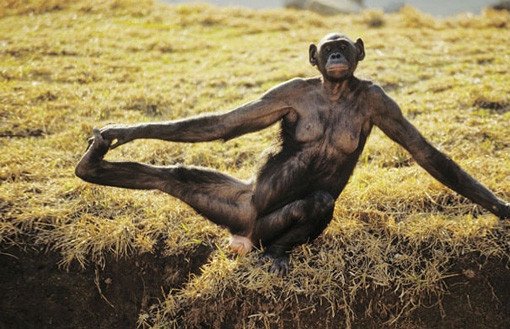 monkey yoga