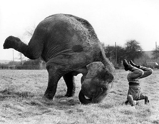 elephant yoga funny
