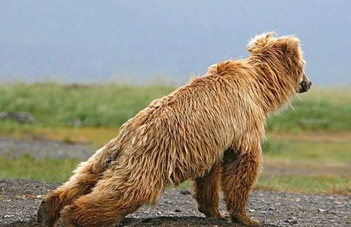 bear yoga funny
