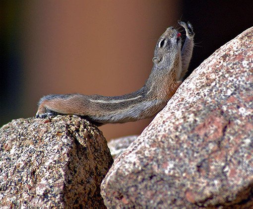 animals yoga poses