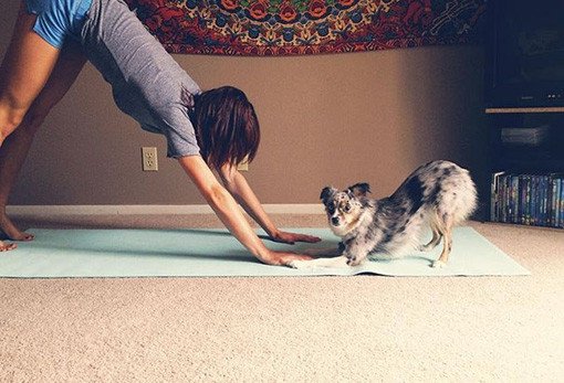 funny yoga pics with animals