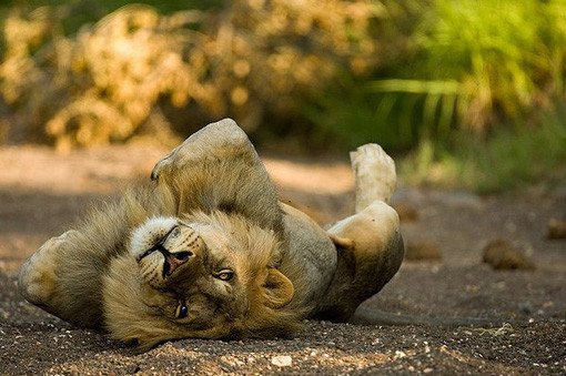 lion yoga pose