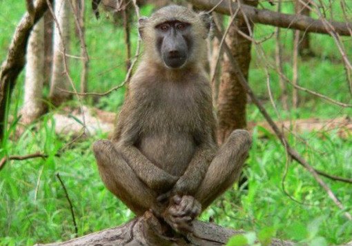 monkey pose