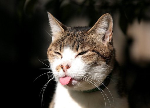 funny cat photo sticking tongue out