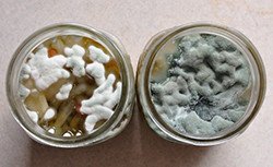 moldy pickled peppers