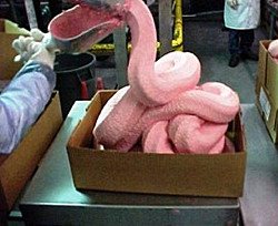 pink slime