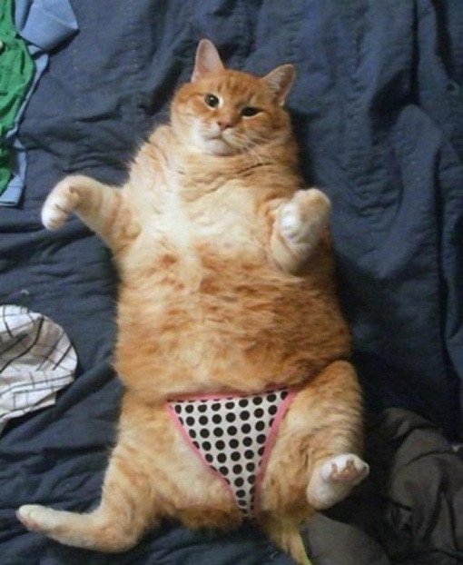 bikini cat