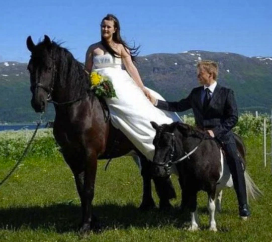horse