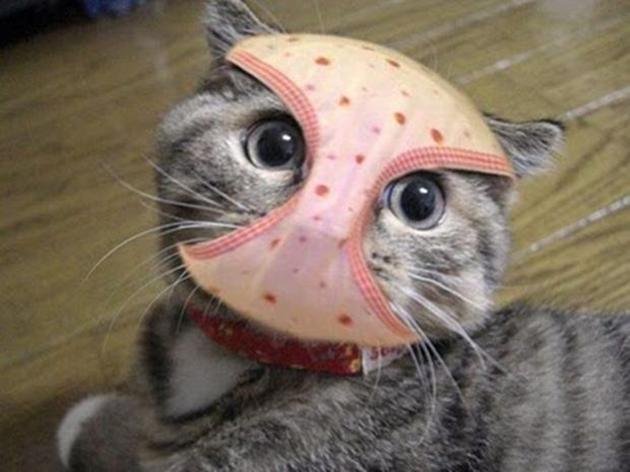 cat_03