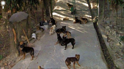 google earth dogs