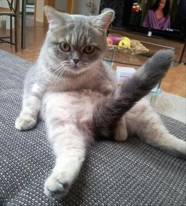 cat_10