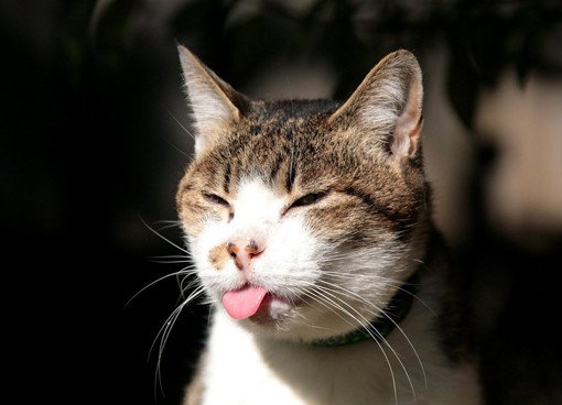 cat tounge funny photo