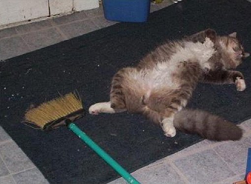 spring cleaning cat