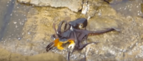 Dude Supplies Awesome Commentary In Crab vs. Octopus Duel [Video]