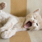 How To Sleep Better how to be happy sleep more