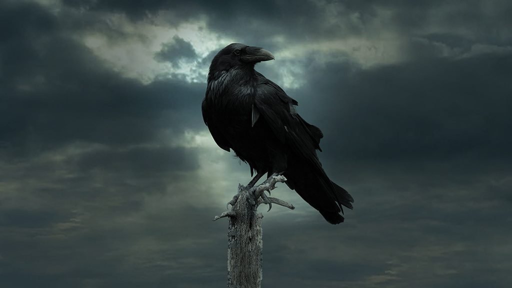 raven game of thrones