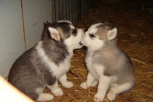 how to be a better kisser dogs kissing