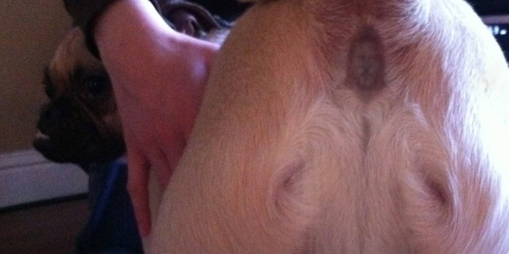 dog butt jesus meme funny