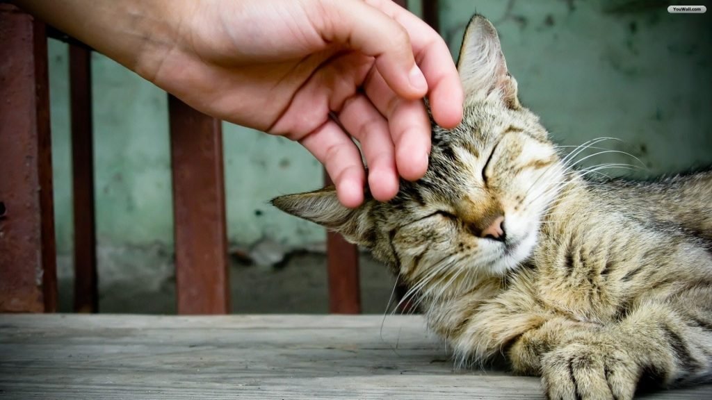 cat facts that are totally meowawesome