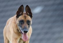 5 Tips to Run A Successful Dog Training Business