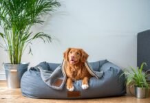 Taking Care of A Pet: The Checklist of a Responsible Owner