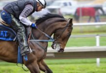 The Evolution of Horse Racing: From Ancient Times to Modern Day